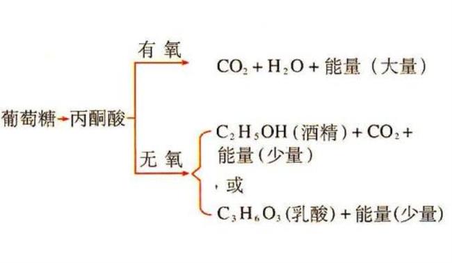 什么是有氧呼吸