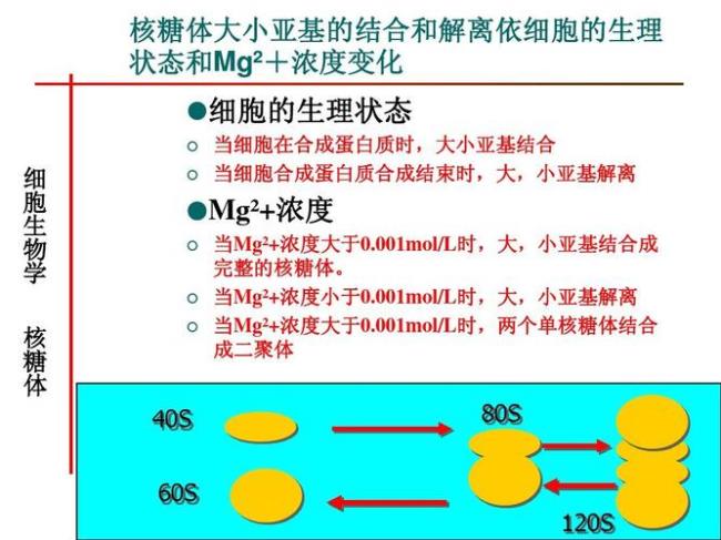 与核糖体结合的大分子是什么