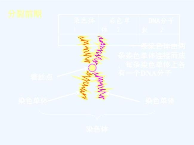 dna在染色质上怎么复制