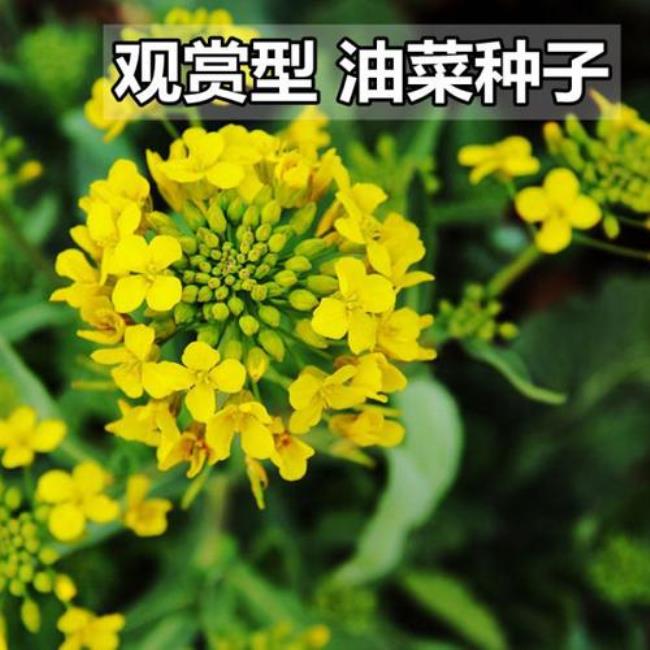 油菜花传播种子的方法仿写