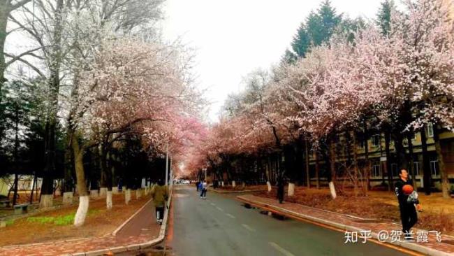 吉林大学90年代什么水平