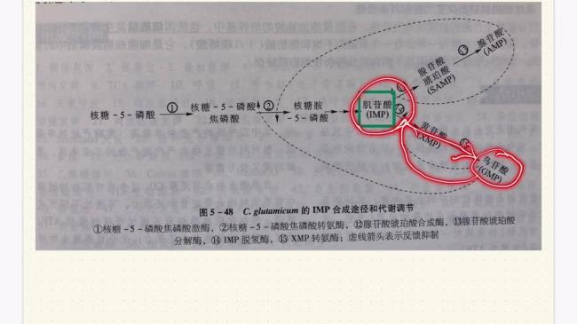 EMP途径需要氧气吗