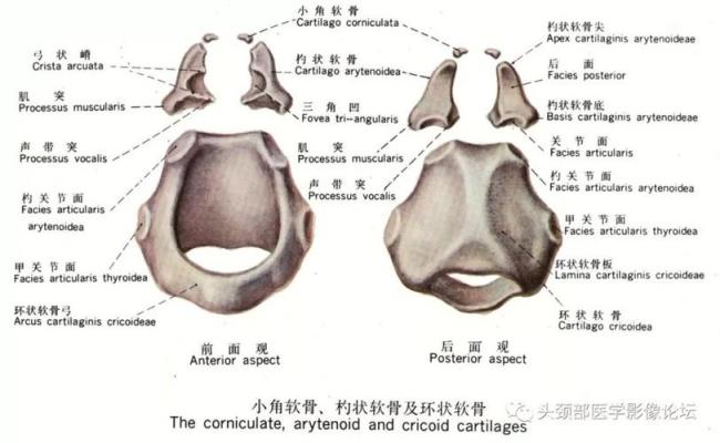 喉腔的特点