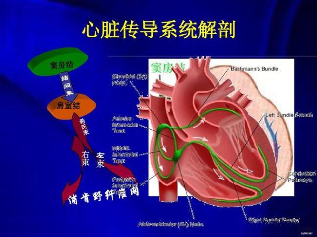 心传导系统的过程