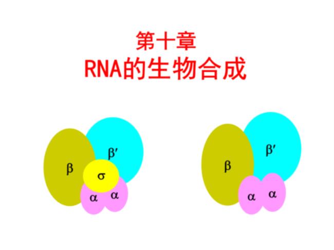 rna的磷酸是什么