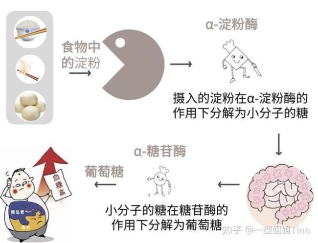 淀粉最终被分解为什么