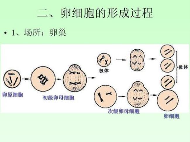 简述减数分裂的特点及意义