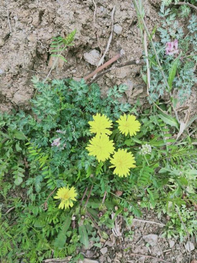 北京门头沟哪里挖野菜