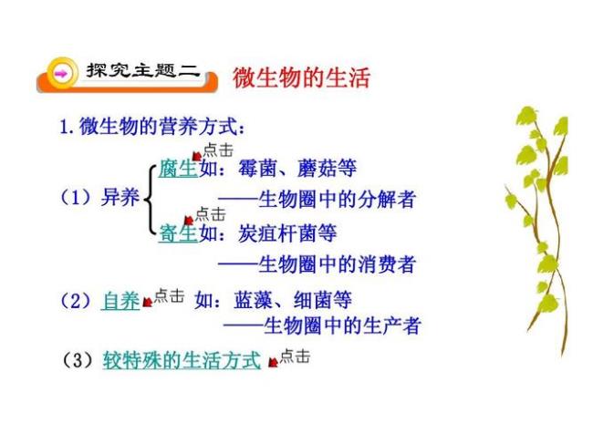 初二上册微生物的分类