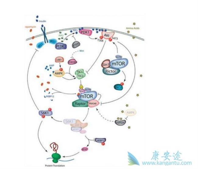 抑制是什么意思