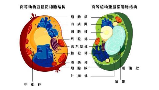 细胞由哪三部分构成