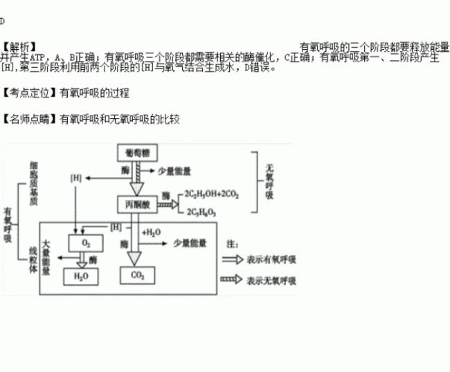 有氧呼吸是怎样呼吸