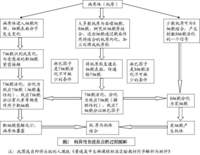 胞体与细胞体有什么区别