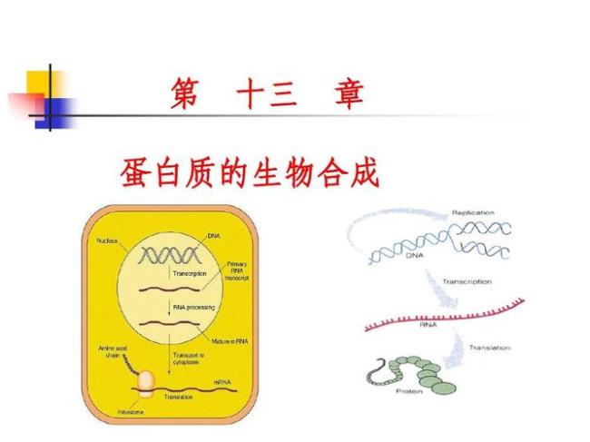 蛋白质的六个生物层次