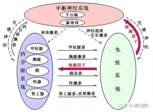 什么叫控制分泌系统