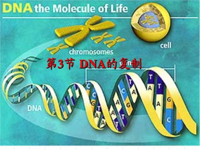 不同生物dna的合成场所是不是不同