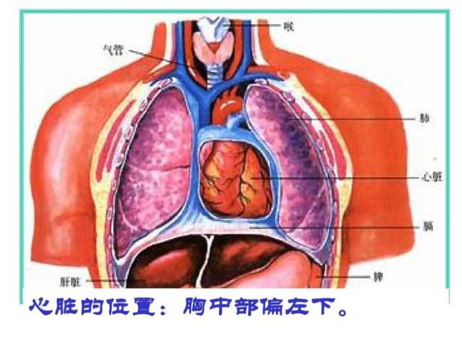 心脏的位置