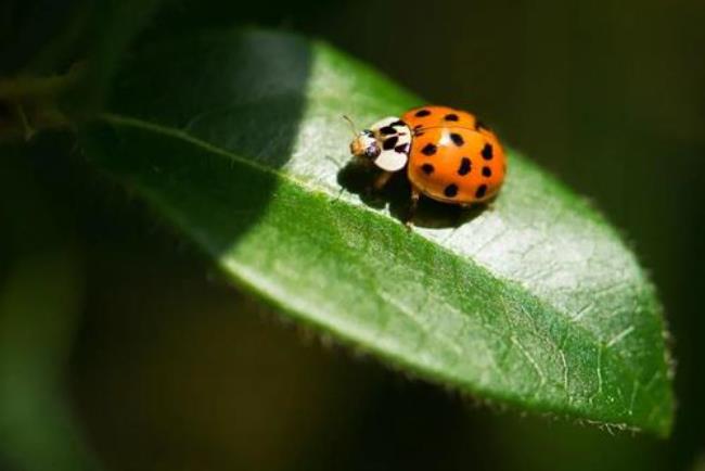 ladybird与ladybug的区别