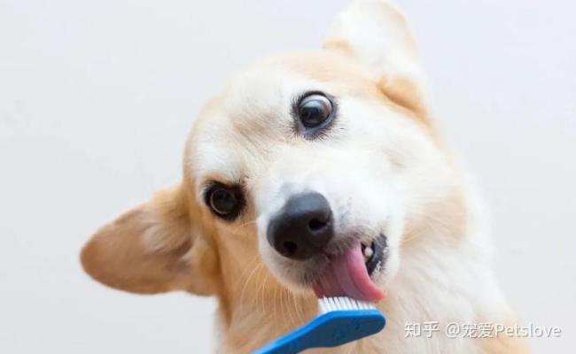 犬瘟热如何传播的