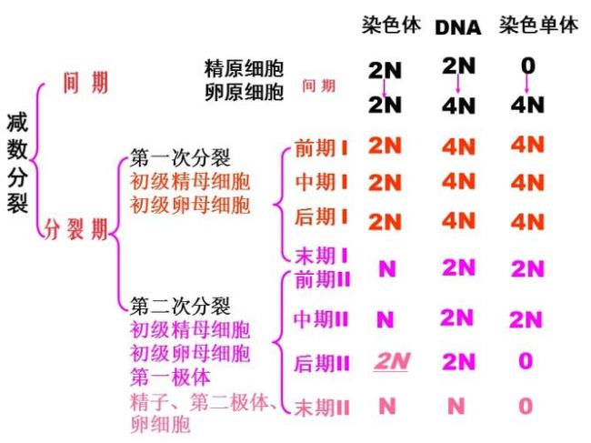 减数分裂一的中期和后期的区别