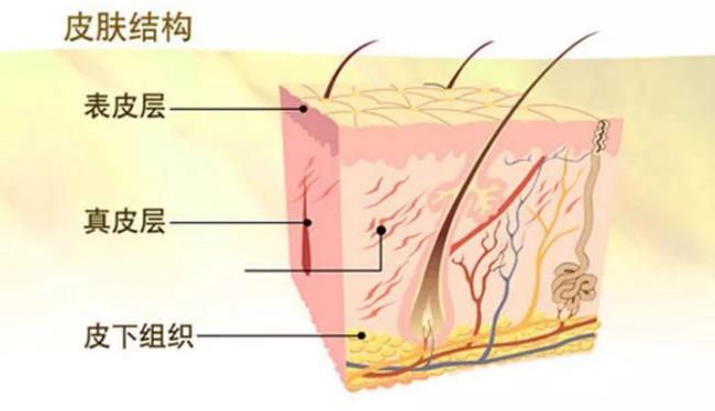 人体有几层组成