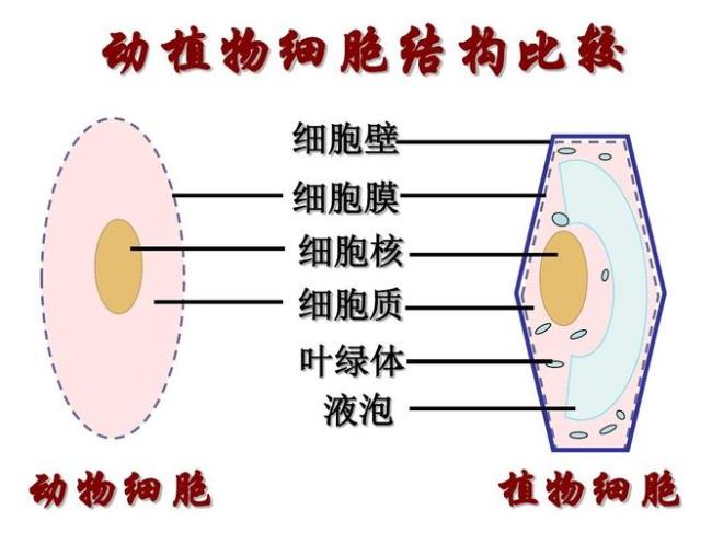 细胞三层结构