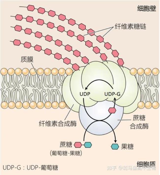 高尔基体合成什么有机物