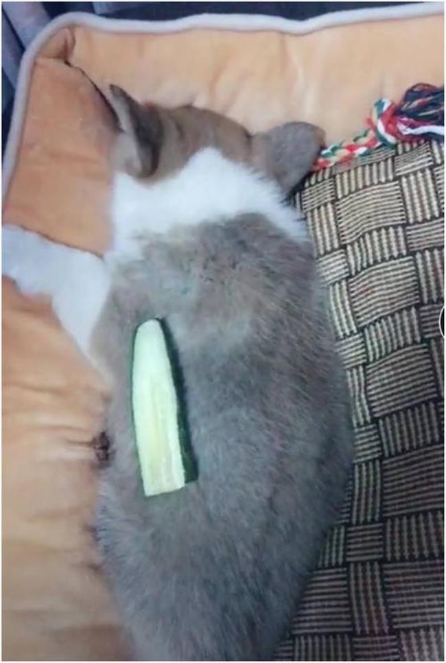 兔子为什么突然间爱吃黄瓜