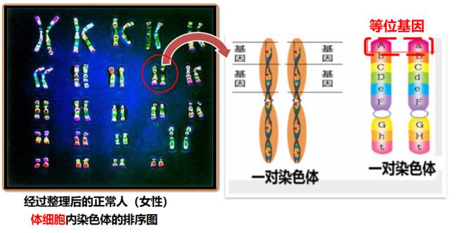 人类一共有多少个基因