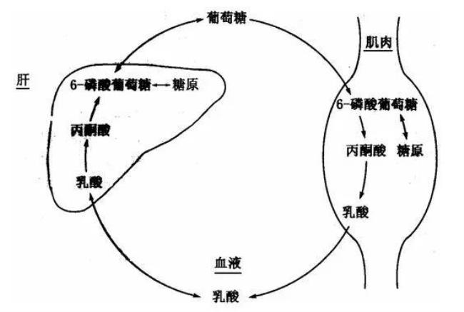 葡萄糖转化成糖原的过程