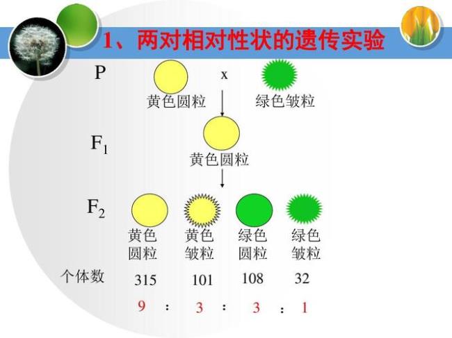 孟德尔两大定律推演过程