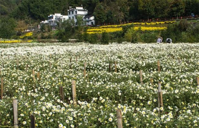 黄山贡菊哪个地方好