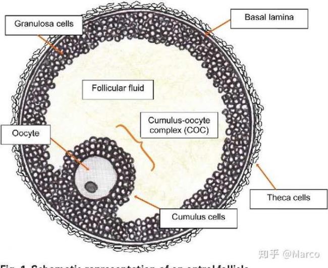 初级卵母细胞是几倍体