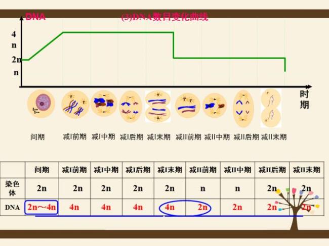 减数分裂和成熟分裂有什么区别