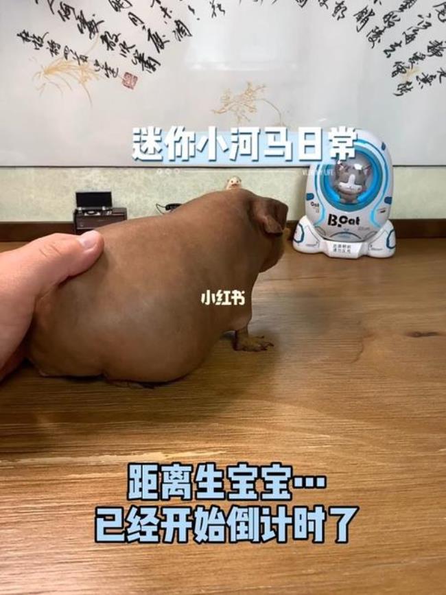 迷你小河马为什么下蛋