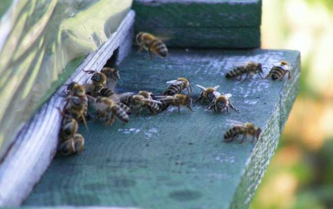 蜜蜂连续分蜂要多长时间