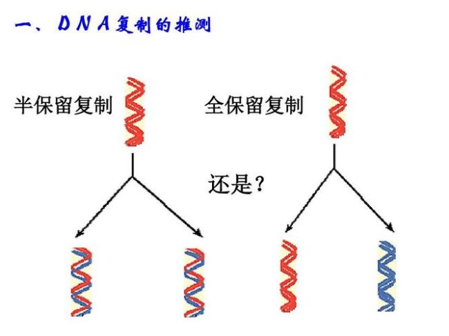 DNA复制有哪些特点