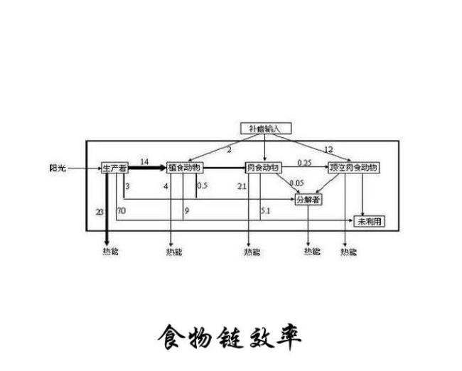 食物链的重要性