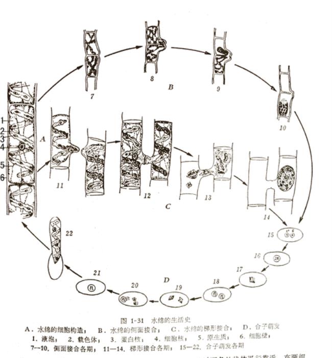 水绵是原核还是真核