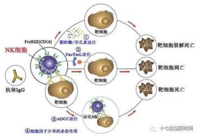 树木可以释放nk细胞吗