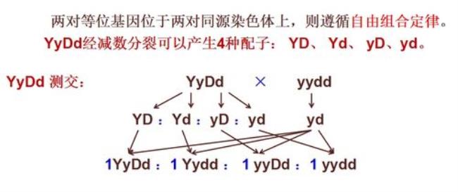 孟德尔实验自交与测交的区别