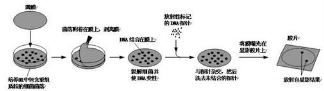 pod在分子杂交技术中作用