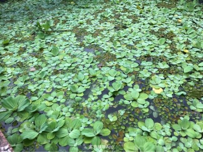 蛙藻是水生植物吗