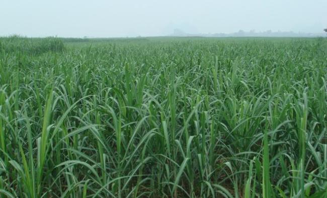 广西甘蔗种植基地