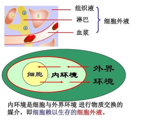 内环境理化性质共同特点