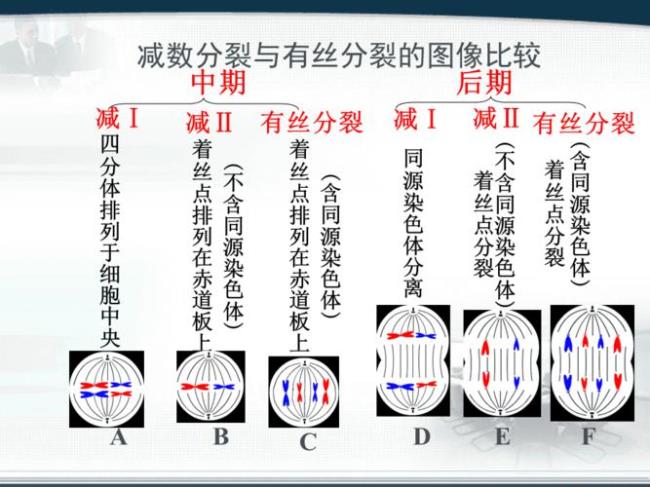 有丝分裂中期特点