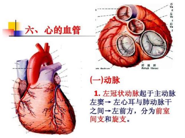 什么系统又被称为心管系统