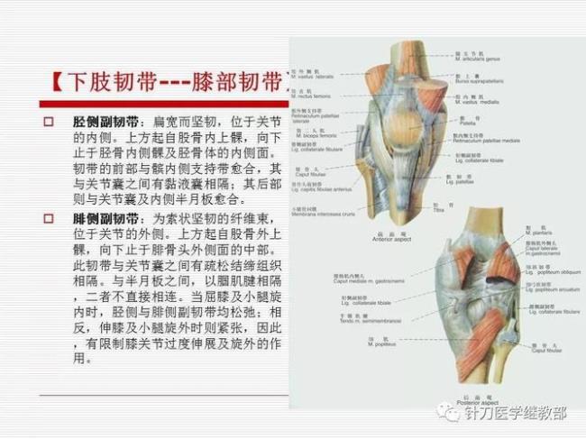 黄韧带位于什么和什么之间