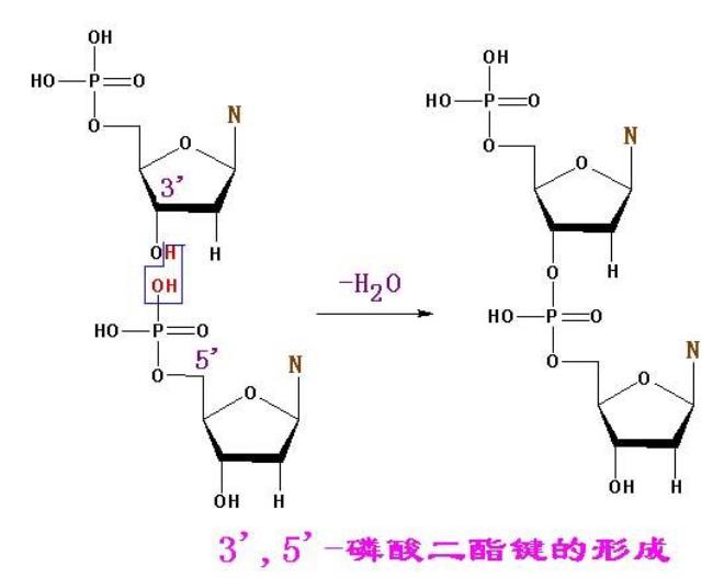 DNA复制的基本特征