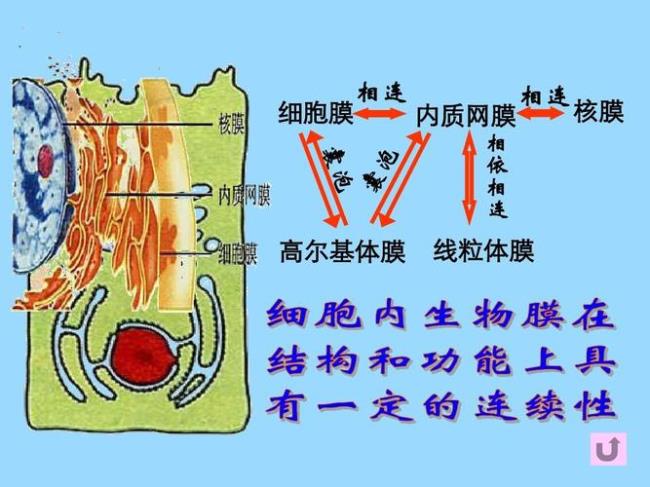 高尔基体和内质网怎么区别